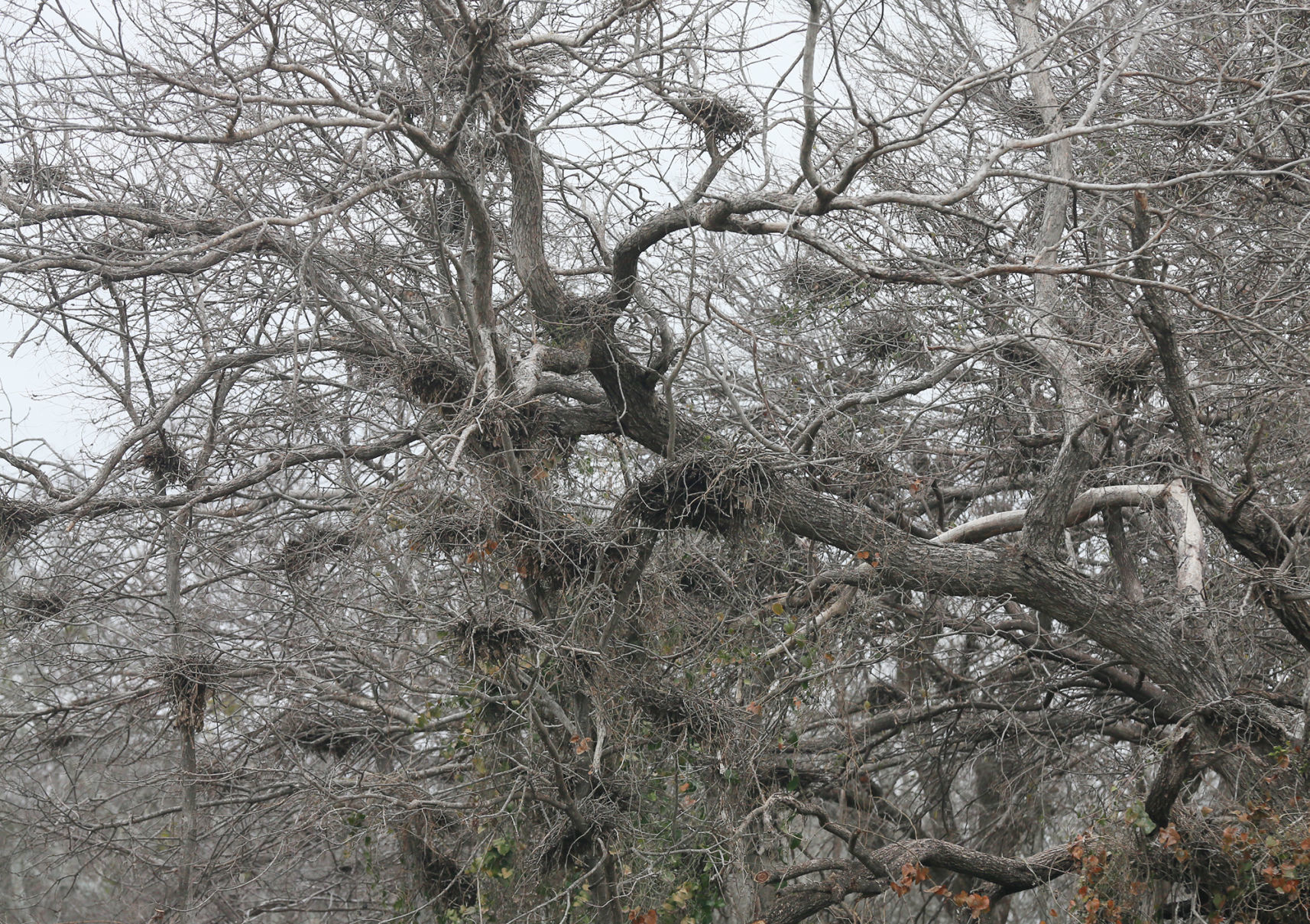Bellmead Egrets